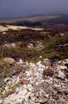 Phrynosoma coronatum thumbnail