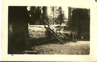 Mariposa Grove, fallen log, stairs thumbnail