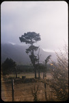 Pine, mist and hills thumbnail