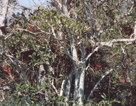 Air Plants thumbnail