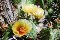 Kaber farm, Animals 007 thumbnail