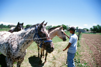 Montoya farm 011 thumbnail