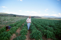Kaber farm, Crops in the field 008 thumbnail