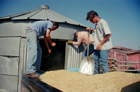 Kaber farm, Grain harvest 017 thumbnail