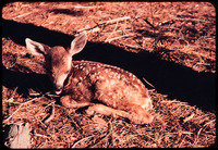 Fawn thumbnail