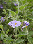 Solanum xanti thumbnail