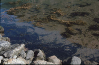 Leopard Sharks thumbnail