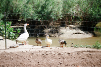 Kaber farm, Animals 014 thumbnail