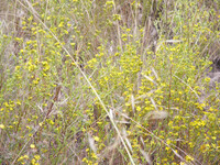 Hemizonia fasciculata thumbnail