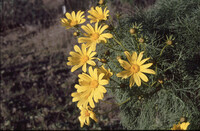Coreopsis gigantea thumbnail