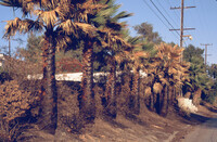 Seared Palm Trees thumbnail