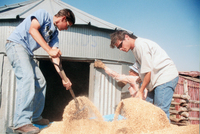 Kaber farm, Grain harvest 033 thumbnail