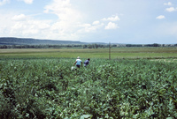 Picking and selling peas 001 thumbnail