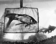Fish in a net thumbnail