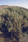 Pt. Mugu Wetlands thumbnail