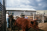 Colorado rural life 055 thumbnail