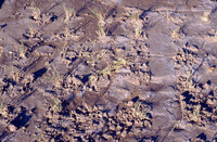 Pt. Mugu Wetlands thumbnail