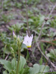 Dodecatheon clevelandii thumbnail