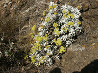 Eriogonum crocatum thumbnail