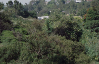 UCLA Scrub Patch thumbnail