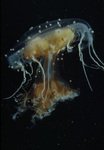 Dipulmaris jellyfish species with parasitic(?) Amphipods in Antartica thumbnail