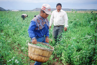 Kaber farm, Harvesting peas 056 thumbnail