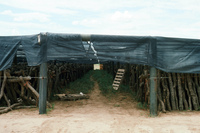 NAPI (Navajo Agricultural Products Industries) 052 thumbnail