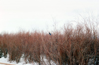San Luis Valley landscapes in winter 024 thumbnail