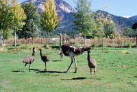 Torres ranch animals 007 thumbnail