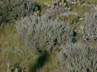 Artemisia californica thumbnail