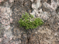 Selaginella bigelovii thumbnail