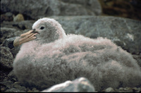 Southern Giant Petrel chick thumbnail