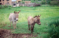 Lake Carrico 023 thumbnail