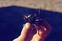 Pt. Mugu Wetlands thumbnail