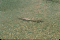 Catalina Sea Lion thumbnail