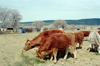 Maistas farm, Ditch and cattle 009 thumbnail