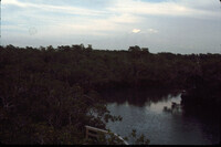 Mangroves thumbnail