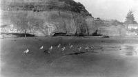 Seagulls on a beach thumbnail