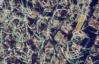 Pt. Mugu Wetlands thumbnail