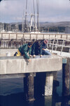 Ed Salinas and others getting ready to retrieve larval assay bags from creosote and concrete pilings thumbnail