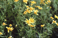 Coreopsis bigelovii thumbnail