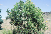 Gallegos farm, Crops 036 thumbnail