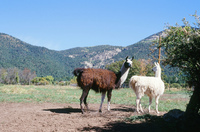 Torres ranch animals 008 thumbnail