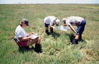 Pt. Mugu Wetlands thumbnail