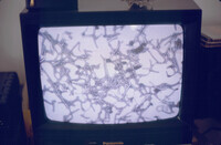 SEM of Ebola Virus thumbnail