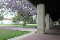 Jacaranda Trees in Bloom in North Quad thumbnail