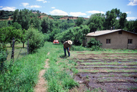 Montoya farm, Irrigating fields 002 thumbnail