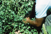 Picking and selling peas 006 thumbnail