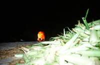 Protest signs and horno use, 005 thumbnail