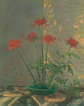 Red spider lily blossoms thumbnail